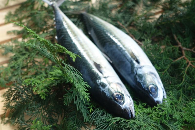 水揚げされたばかりのサバ二尾